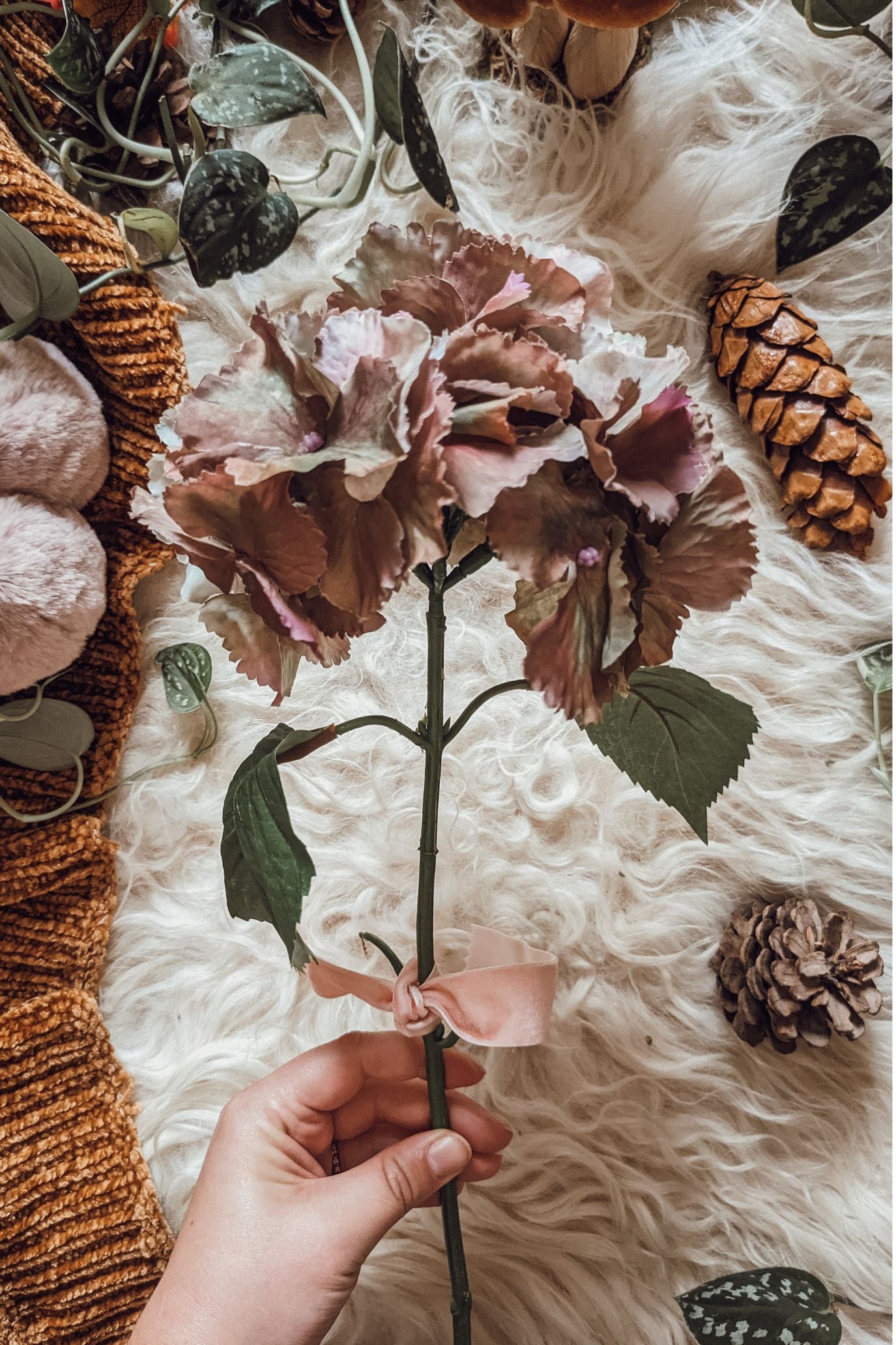 'Witches Spell' Turning Hydrangea Stem